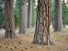 Thinned forests allow for more moisture to reach the ground water table.